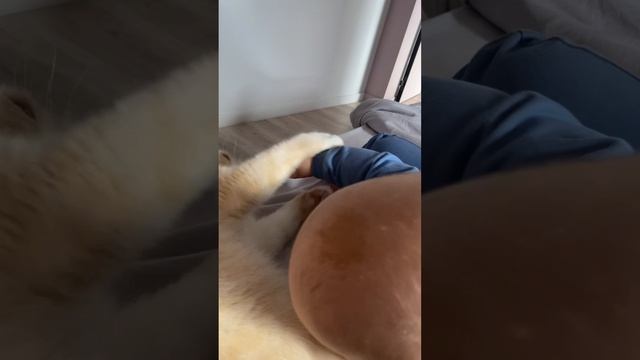 Такая МИЛОТА.