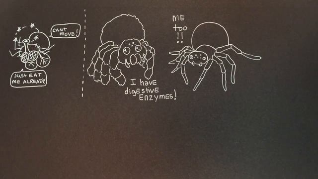 Spiders: Eating, Enzymes and Digestion смотреть онлайн