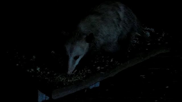 Opossum on the Porch смотреть онлайн