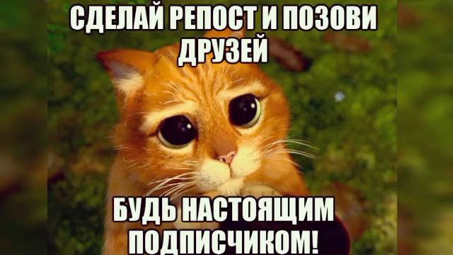 Кошачий треш смотреть онлайн