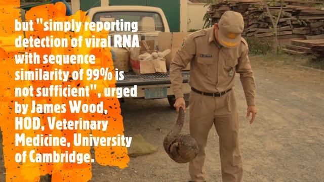 Pangolin & Coronavirus: A Missing Link? || Wings for Wild смотреть онлайн