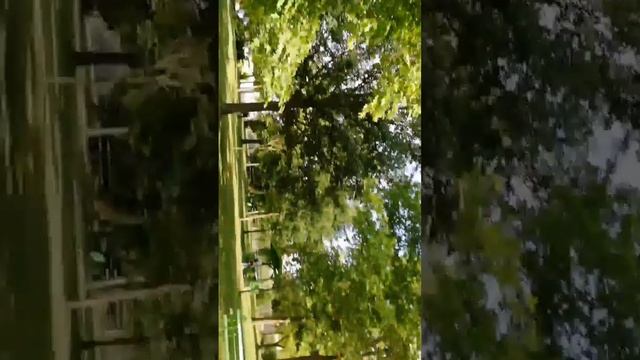 Красноухие черепахи в пруду музея бабы Ванги смотреть онлайн