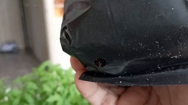 Обзор рассады томатов 2024 г. смотреть онлайн