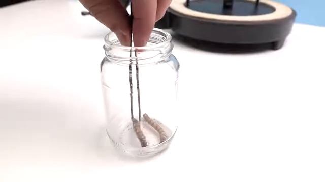 мой багамол