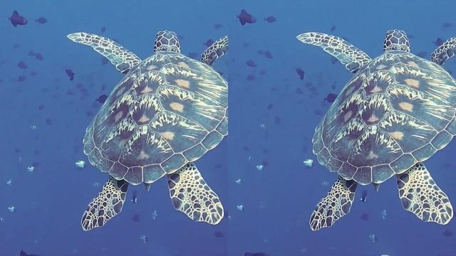 3D VR Video | Turtle in the Ocean | Underwater world смотреть онлайн