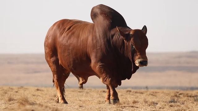 Boran Stud Bull on Auction1 August 2020: Hulk смотреть онлайн