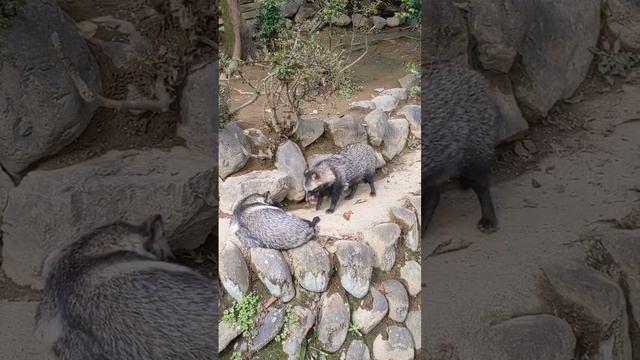 桐生が岡動物園のたぬき смотреть онлайн