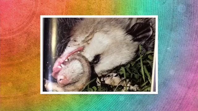 Opossum by: Dean смотреть онлайн