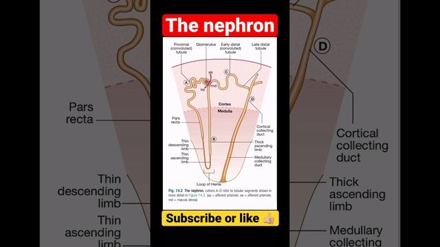 The nephron смотреть онлайн