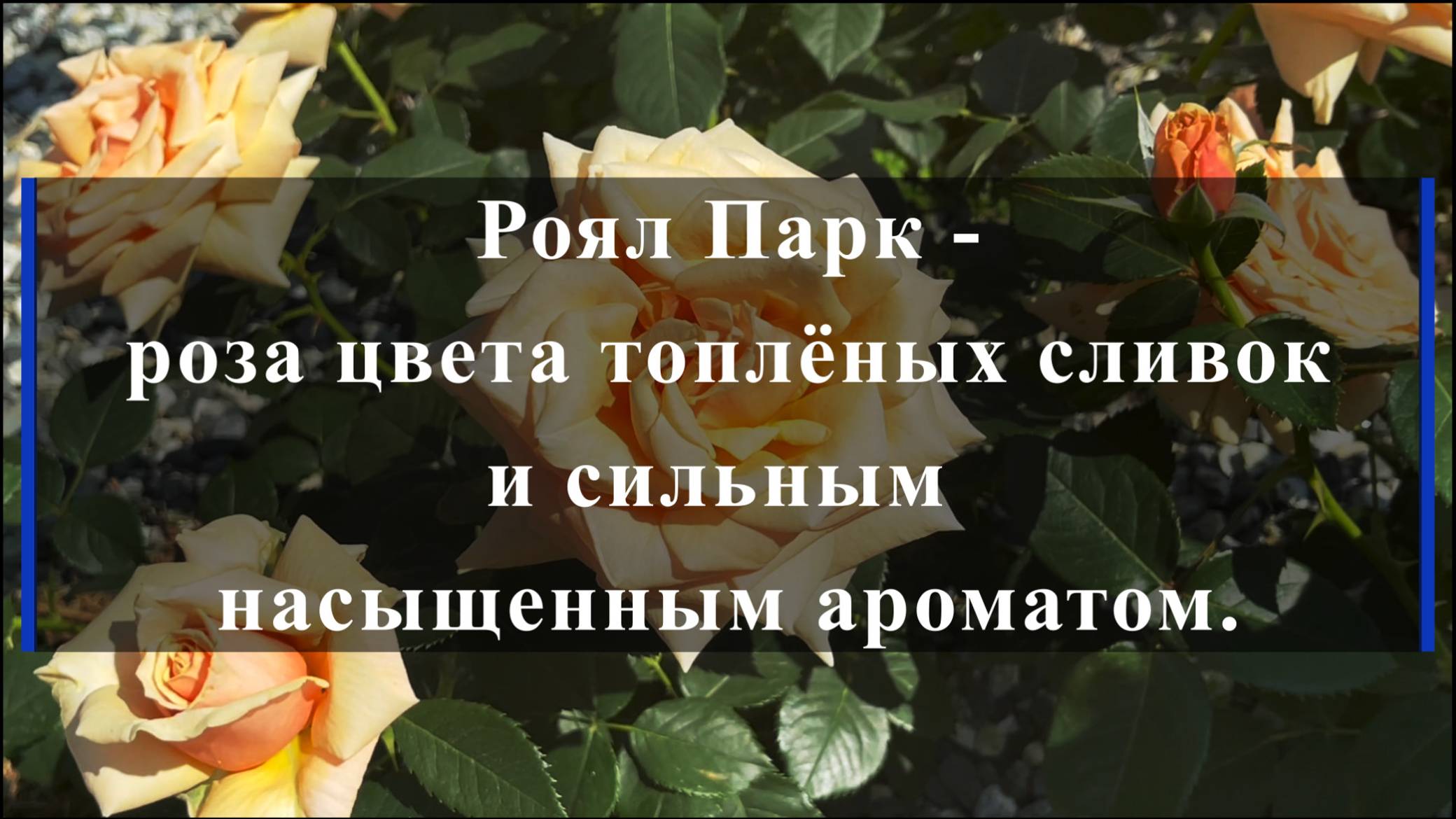 Роял Парк -роза цвета топлёных сливок и сильным насыщенным ароматом. смотреть онлайн