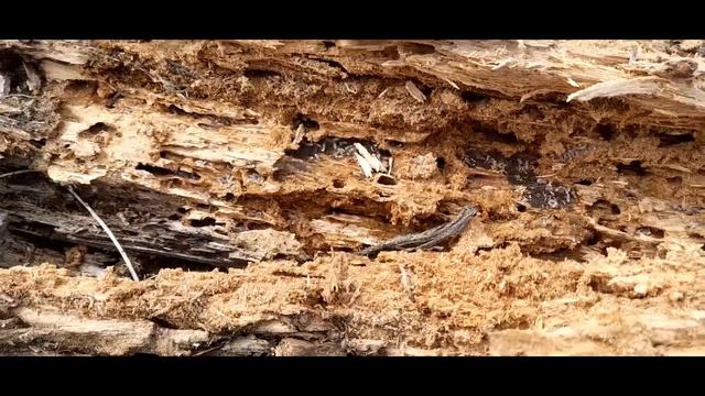 В поисках маток ! смотреть онлайн