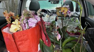 ВЛОГ ОРХОМОБИЛЬ! ВЫВОЖУ МАМУ С ДАЧИ  5-13.11.22