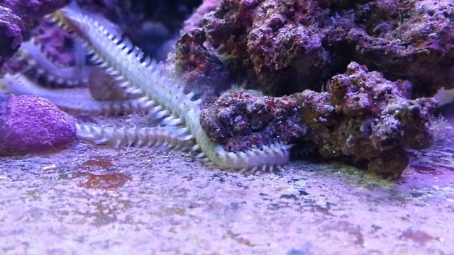 Bristle worm смотреть онлайн
