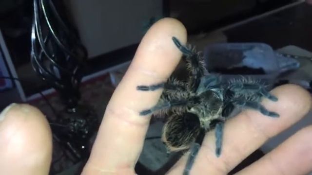 Brahipelma albopillosum смотреть онлайн