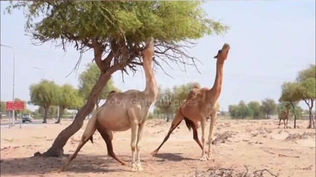 Животные пустыни Сахара смотреть онлайн
