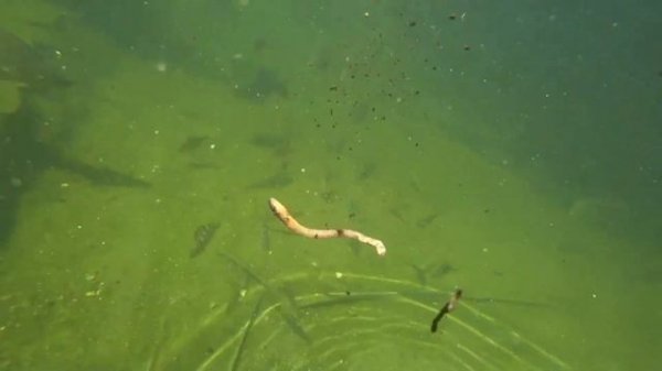 Особенности поведения Карпа