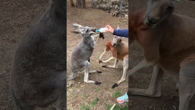 Patrick The Red Kangaroo