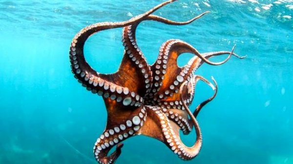 Осьминог - интересные факты