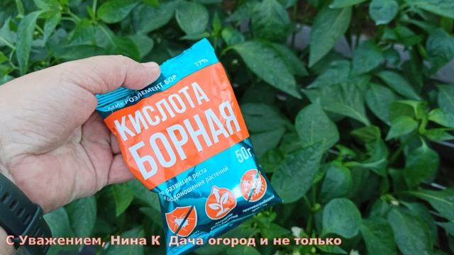 ВСЕГО ТРИ РАЗА ОПРЫСКИВАЮ ПЕРЕЦ, ЗАКЛЮЧИТЕЛЬНАЯ ПОДКОРМКА ПЕРЦА В КОНЦЕ ИЮЛЯ, в НАЧАЛЕ АВГУСТА смотреть онлайн