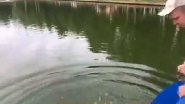 Зарыбление сомом смотреть онлайн
