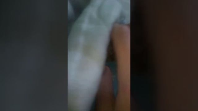 Домашняя черепаха часть 5 смотреть онлайн