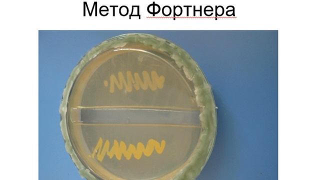 Фiзiологiя мiкроорганiзмiв 4ч