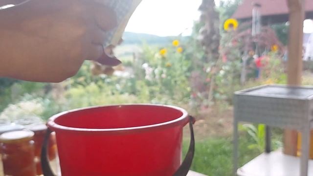 Frunzele la castraveti s-au ingalbenit ? Salveaza-i cu aceasta solutie ! смотреть онлайн