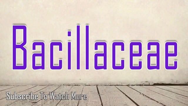 How to Pronounce Bacillaceae смотреть онлайн