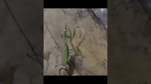 Паразиты в богомоле: конский волос" или "волосатик"