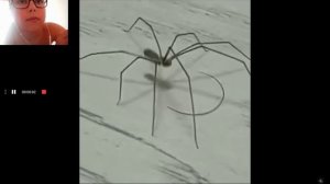 паук танцует