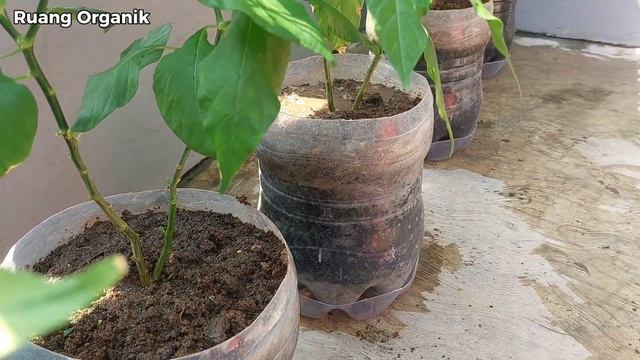 5 cara tips jitu keberhasilan budidaya cabai polybag смотреть онлайн