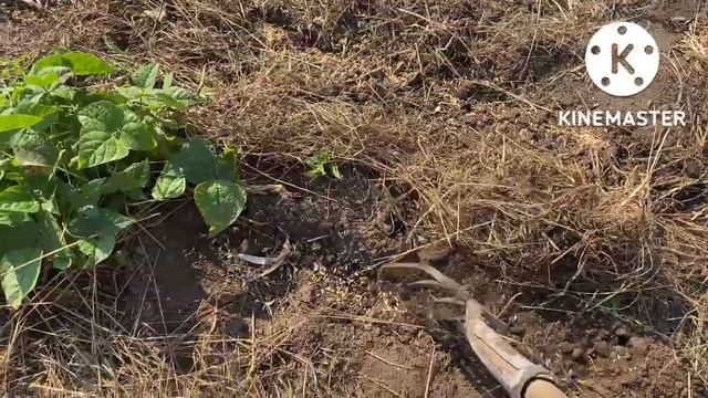 Влог. Самое начало осени Поливаем ещё, убираем,сажаем…3 сентября 2022 г.Адамовка. смотреть онлайн