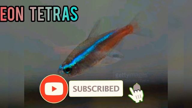 Neon Tetra смотреть онлайн