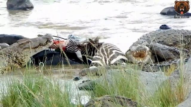 CROCODILE VIOLENTLY RIPS OFF ZEBRA FACE   КРОКОДИЛ ЯРОСТНО СРЫВАЕТ С ЗЕБРЫ ЛИЦО