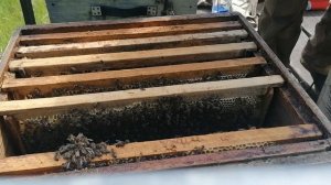 Один день из жизни пчеловода.