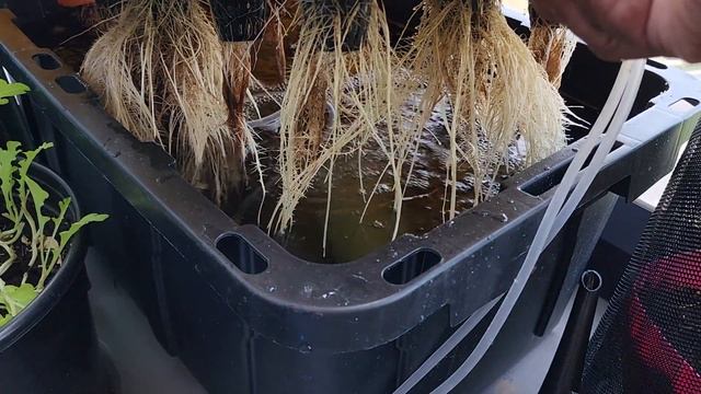 How do I maintain my hydroponic nutrient? Balance pH & EC. смотреть онлайн