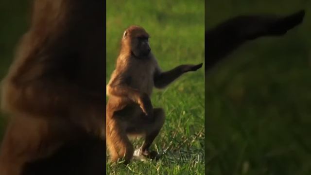 ввс смотреть онлайн