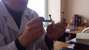 Мандибулярная и торусальная анестезия