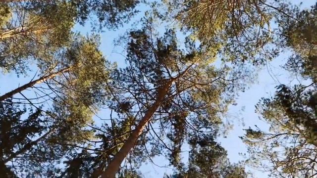 Темнолесье - Веснянка.#folkmetal#гусли#клип#музыка