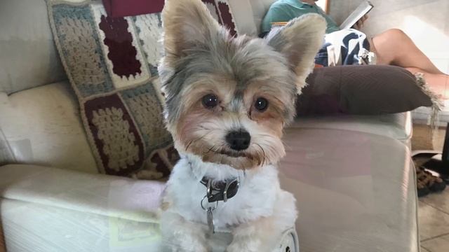 Flea Free Naturally - Michelines Pups смотреть онлайн