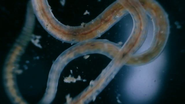 Creatures from the lake under the MICROSCOPE // invisible world смотреть онлайн