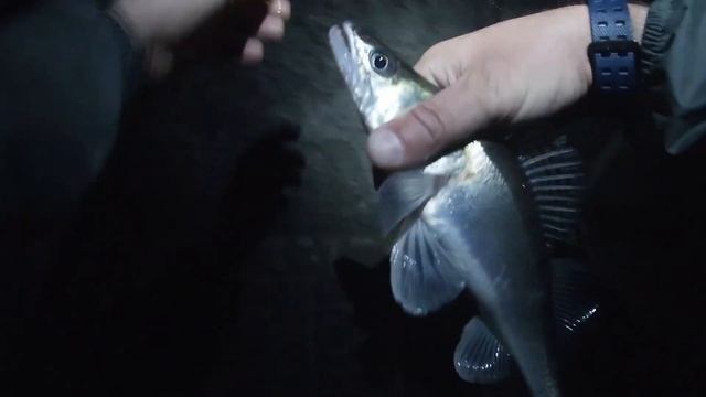 The Flapper Grub, Revisited!