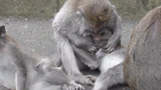 Monyet mencari kutu dan menyusui #alitmonkey смотреть онлайн