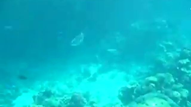 diving sharm 2008 - egipt смотреть онлайн