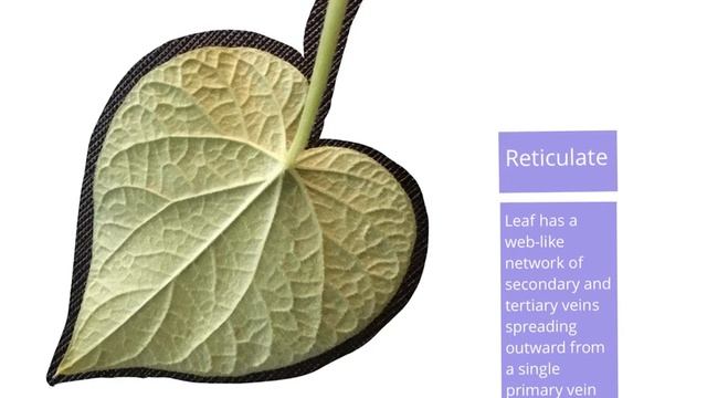 Parallel Vs Reticulate Venation