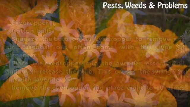 How to Mix Lavender Oil for Rodent Repellent смотреть онлайн