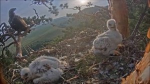 Птенцы орла (Aquila heliaca) лиса кричит 24062021
