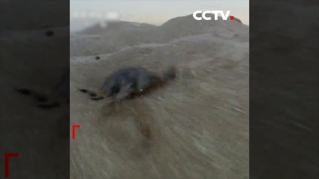 Does the sea turtle mom abandon her babies? | CCTV English смотреть онлайн