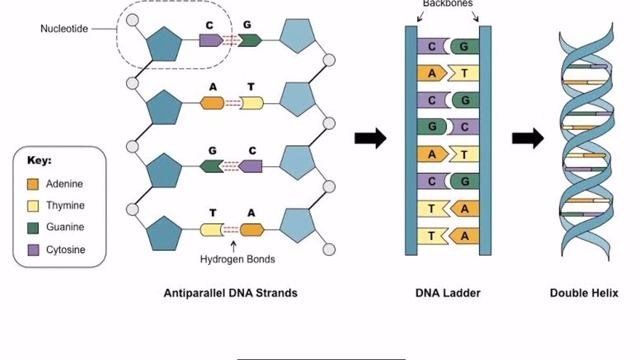 Basic concepts : why is DNA acidic and not basic ? смотреть онлайн