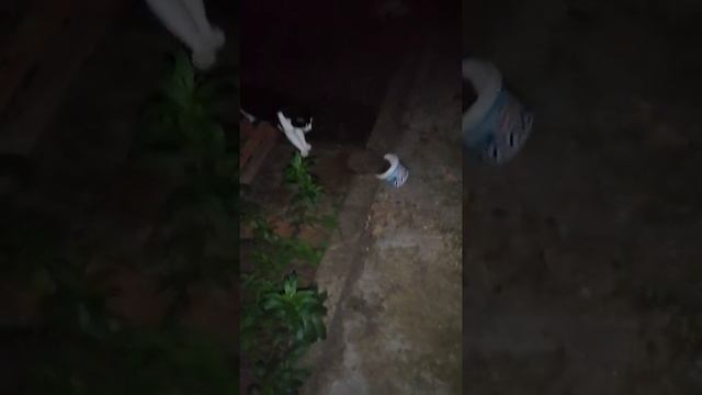 Кот и ёж смотреть онлайн
